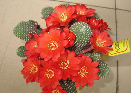 Red crown cactus