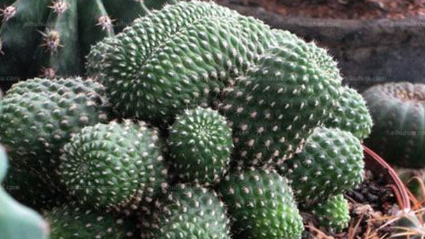 How to propagate red crown cactus