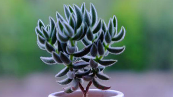 Crassula mesembrianthoides: plant growing & care tips