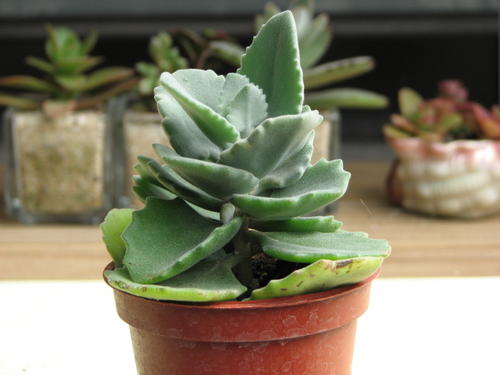 Kalanchoe Millotii - most common house plant