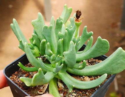 care for Rhombophyllum Nelii succulent