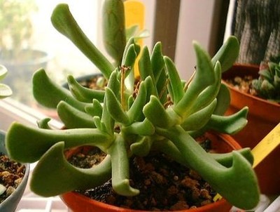 care for Rhombophyllum Nelii succulent