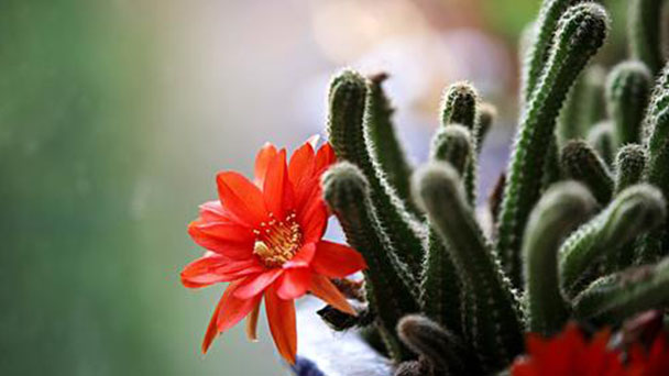 Rattail cactus profile
