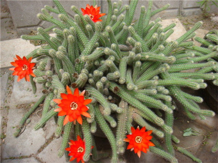 Rattail Cactus