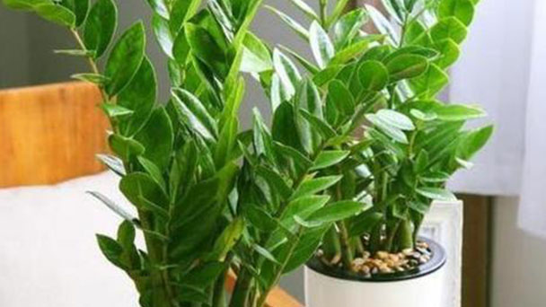 10 Best Trees for Pots
