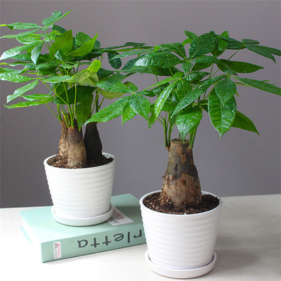 10 best trees for pots