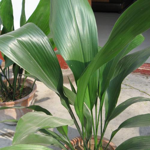 care for cast-iron plants