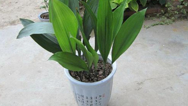 How to Propagate Cast Iron Plant from Division
