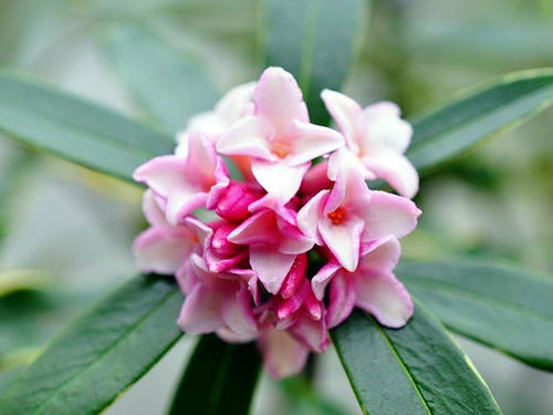 10 best smelling flowers