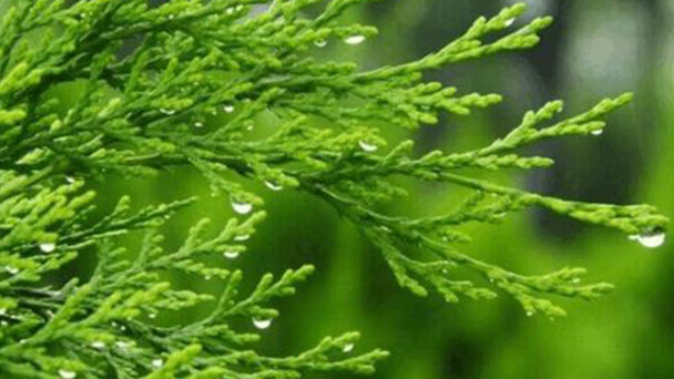 How to grow and care for Arborvitae