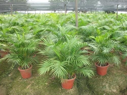 Areca Palm care