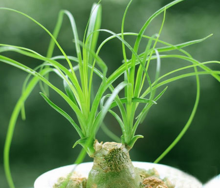 Ponytail palm - most common house plant
