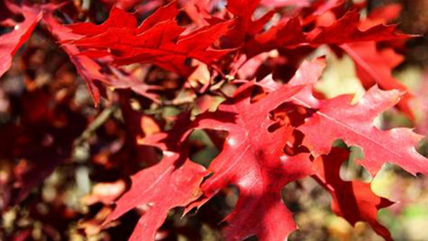 Red oak tree profile