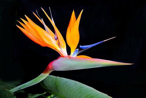 The most 10 beautiful flowers in the world