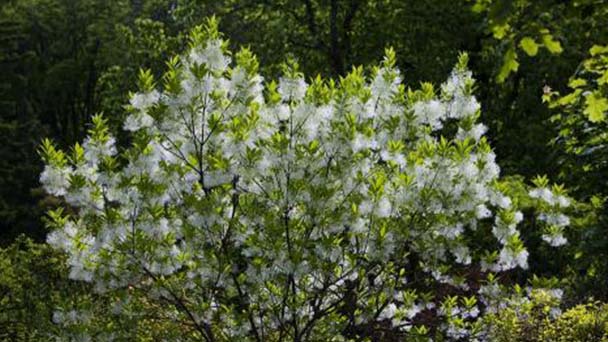 How to grow and care for fringe tree