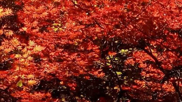 Sun Valley Maple Tree Profile: Info, Care & Growing Guide