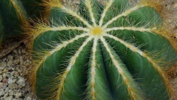 Balloon cactus profile