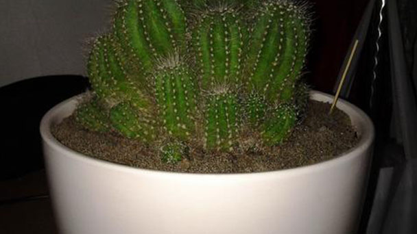 How to grow and care for balloon cactus