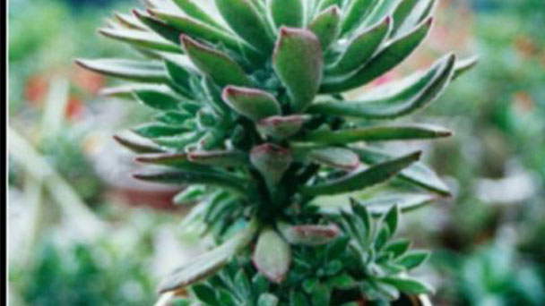 Echeveria spruce-oliver profile