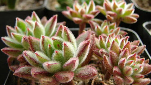 How to grow and care for Echeveria spruce-oliver