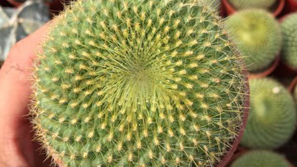 How to grow and care for Notocactus graessneri