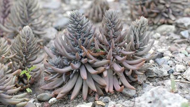 How to grow and care for Orostachys