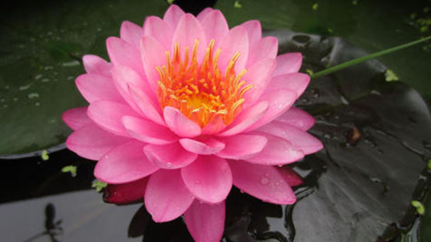 How to Grow and Care for Pygmy Water Lily in Pots