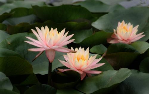 propagate Pygmy water-lily