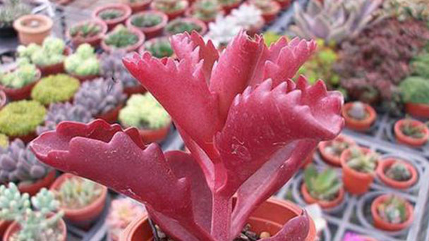 How to grow, propagate and care for six-angled kalanchoe