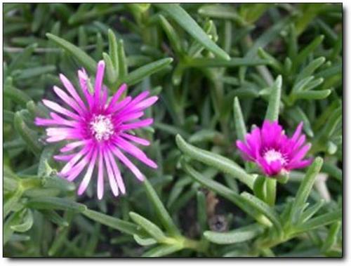 care for Trailing ice plants