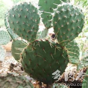 grow, propagate and care for tulip prickly pear