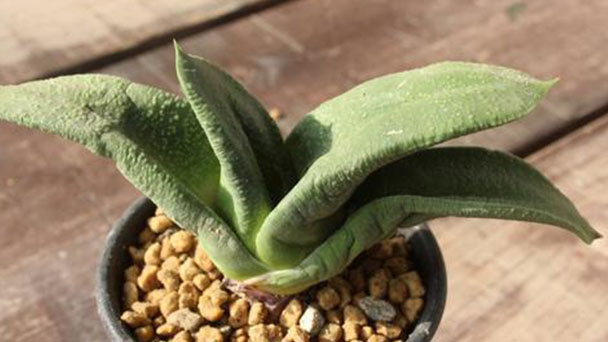 How to Grow and Care for Gasteria Armstrongii
