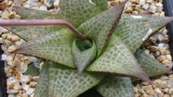 Haworthiopsis tessellata profile