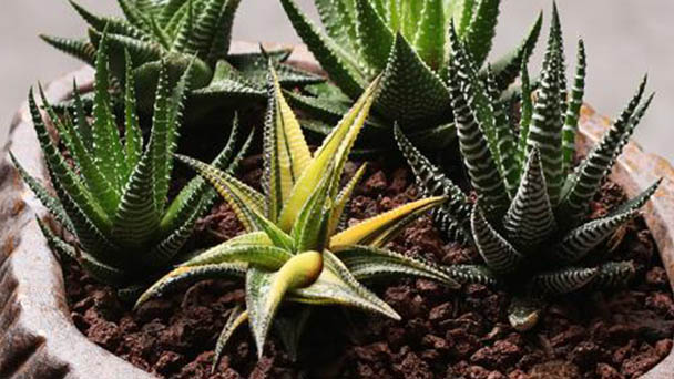 How to grow and care for Haworthiopsis tessellata