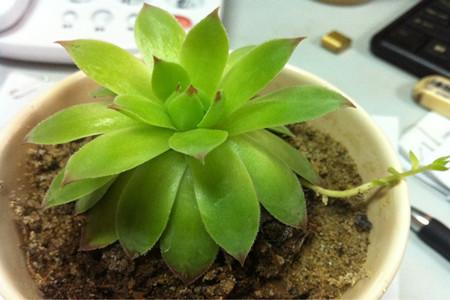 Due to the unique appearance of Houseleek, a lot of succulent friends will grow a basin of appreciation. In fact, Houseleek is not very difficult to grow. The following is the sorting out of how to grow and care for Houseleek, and its propagation methods, hoping to be helpful for you. 1.	 Light care for growing houseleek 2.	 Houseleek prefers a sunny, cool, dry environment, with full exposure to light in all seasons except summer, where lack of light can lead to loose and compact plant forms. 1.	 Soil care for growing houseleek 2.	 Houseleek is cold resistant, and it is suitable to live in the soil with sufficient nutrients, good drainage and air permeability. The ratio of soil is generally as follows: 2 parts of leaf rot soil, 1 part of coarse sand and 1 part of vermiculite, and the three parts are mixed. When we grow and care for houseleek, it is better to add plant ash and bone meal to the soil as the base fertilizer to maintain the fertility of the soil. When fertilizing, be careful not to splash the fat water on the leaves. 1.	 Watering care for growing houseleek 2.	 When we grow and care for houseleek, the principle of "water thoroughly if not watered" should be followed to avoid root rot caused by long-term standing, but not excessive drought, otherwise the growth of Houseleek will be slow and the leaf color will be dim. 4. Fertilization care for growing houseleek Houseleek fertilizing is usually done every 20 days or so. When we grow and care for houseleek, use decaying, rarefied liquid fertilizers or compound fertilizers with low nitrogen and high phosphorus and potassium content. Fertilization is generally carried out in the morning or evening of fine weather. In the evening or early in the morning of the second day after fertilization, water should be watered and watered thoroughly to dilute the residual fertilizer liquid in the soil. 5. Temperature care for growing houseleek The suitable temperature for Houseleek growth is 20-30 ℃, and the temperature for overwintering is 15℃. When we grow and care for houseleek, it is necessary to pay attention to the changes of temperature in the surrounding environment. When we grow and care for houseleek during the summer heat, Houseleek should be kept in a shady place to protect him from the hot sun.In other seasons, the direction of the basin is changed every three or four days so that Houseleek gets sunlight on every side. However, if Houseleek is kept in a semi-shade environment for a long time, the color of leaf tip tends to decrease, which affects the ornamental appearance. How to propagate houseleek 1. Cutting method of Houseleek propagation During the growth season of Houseleek, there are two conditions. If Houseleek's large rosettes have sprouted small ones, they can be removed and inserted directly into the pot with roots. If not, apply carbendazim to them and let them dry for a few days before planting. After planting, keep the pot moist and it will sprout in two to three weeks. If Houseleek didn't grow a little big Indus Indus, it can be full of mature leaf tile in moist sand, leaf up, back down, don't overburden soil, placed directly in a cool place, about 10 days blade base will grow new leaves and the new root, this will root in buried in soil, sunshine, watering, fertilization can appropriately. 2. Sowing method of Houseleek reproduction After the seeds are collected, they are sown in a cold bed in early spring. It usually takes 2-6 weeks to germinate at a temperature of 10 ° C, and it takes about 10 days to germinate at a temperature of 20 ° C. When the seedlings are grown, they are then transplanted into pots. Sowing method can produce a large number of seedlings at once, but the growth is slow. 3. Tissue culture of Houseleek propagation The rapid propagation of Houseleek by tissue culture requires simple materials, but the steps are relatively complicated. Generally, Houseleek is used in industrial tissue culture, which has a high success rate and produces many varieties.