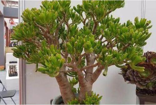 care for jade plant