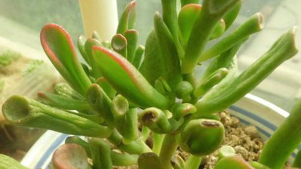 How to grow and care for jade plant