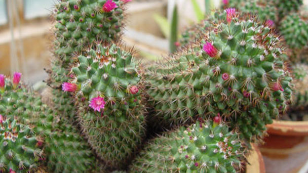 How to Grow and Care for Mother of Hundreds Cactus