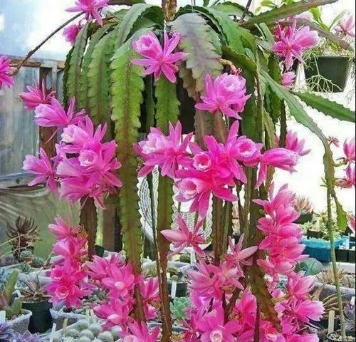 care for red orchid cactus