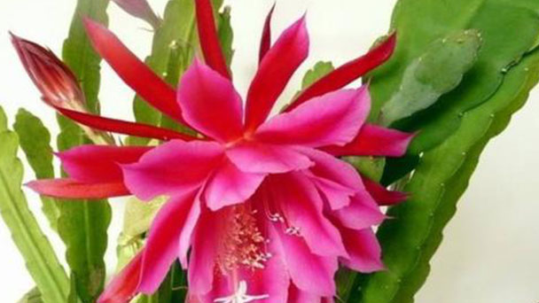How to grow and care for red orchid cactus