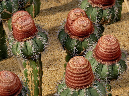 care for turk's cap cactus