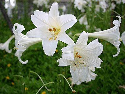 Common lily varieties