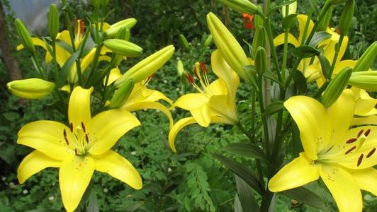 Common lily varieties