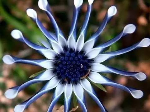African daisies 