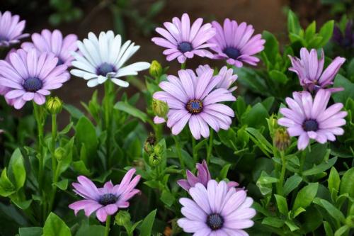 care for African daisies