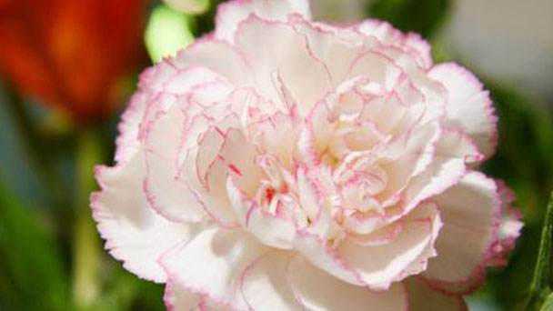 How to propagate carnation