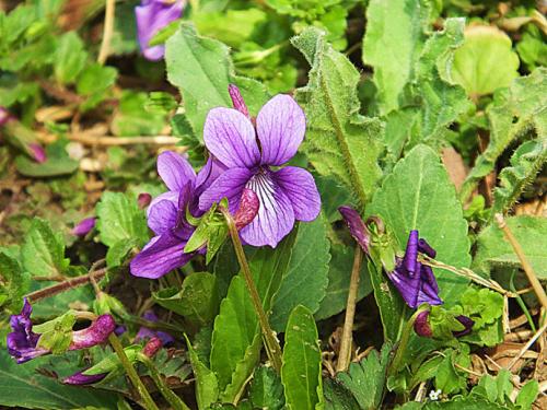 Purple flower violet