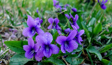 care for Purple Flower Violet