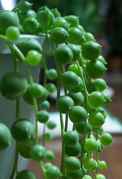 9 best hanging plants for indoors and outdoors