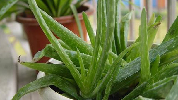  10 best indoor succulents